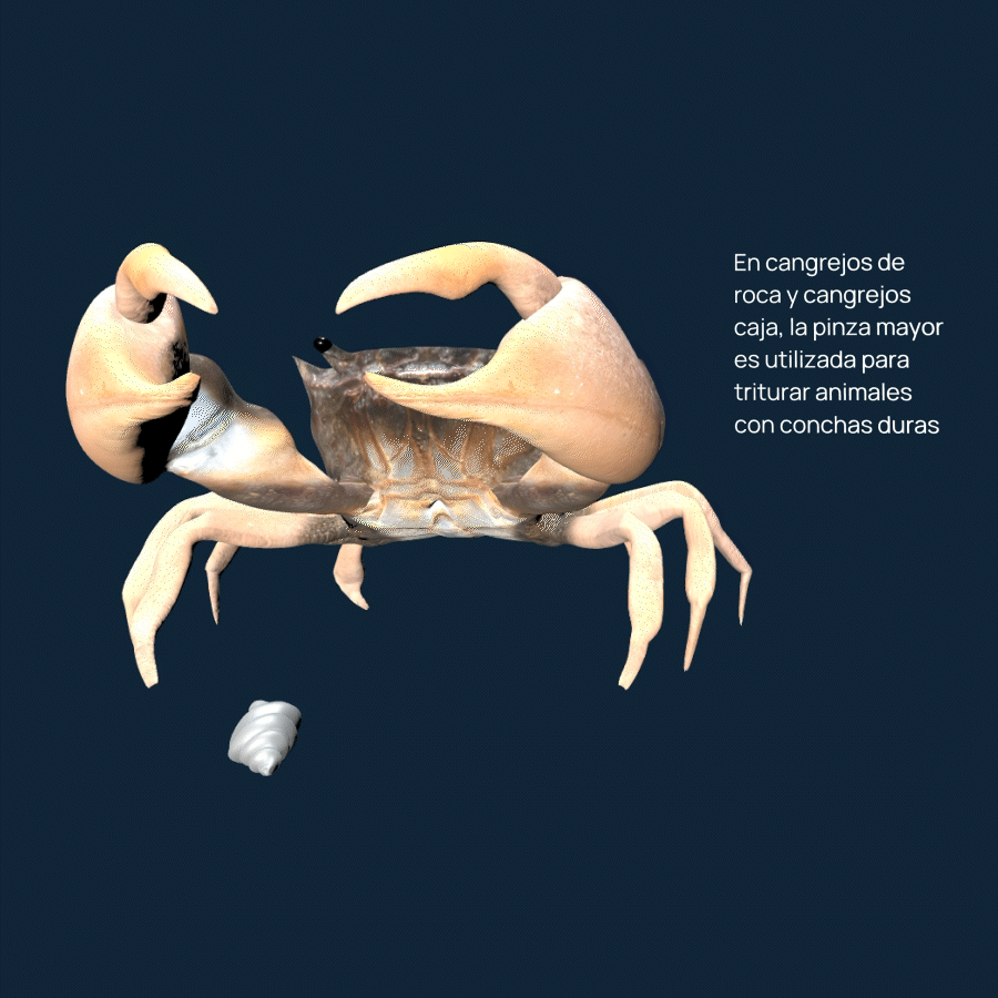 cangrejo de roca