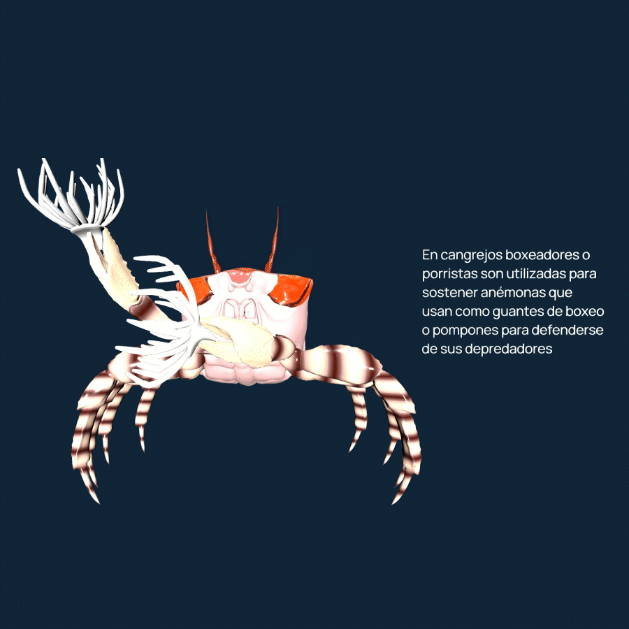 cangrejo boxeador