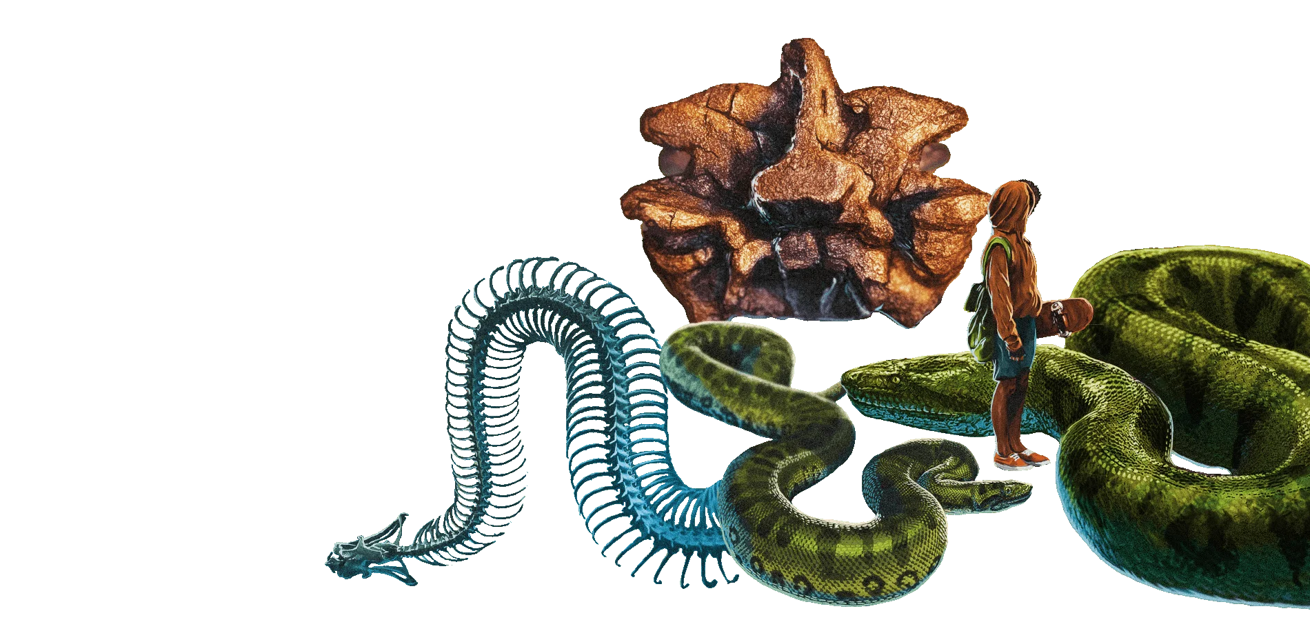titanoboa