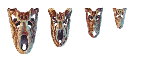 comparación del tamaño de huesos