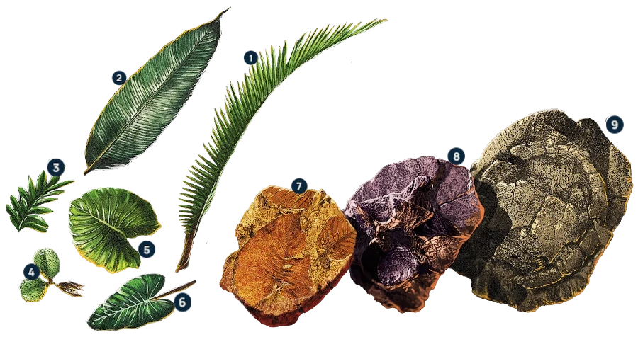 animales del plioceno