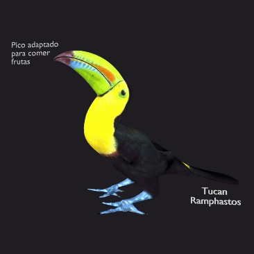 tucan